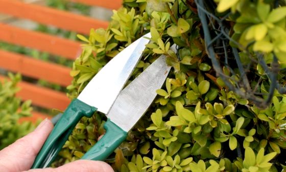 best-topiary-shears