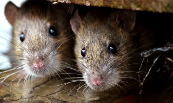 best-ultrasonic-mouse-repellent