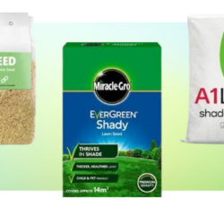 The Best Grass Seed for Shade