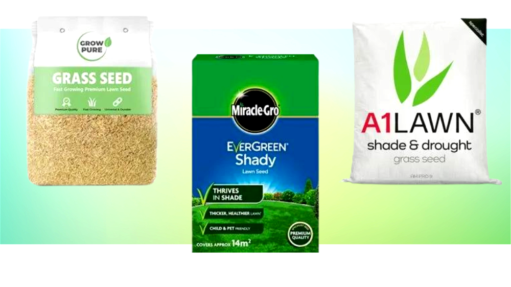 The Best Grass Seed for Shade