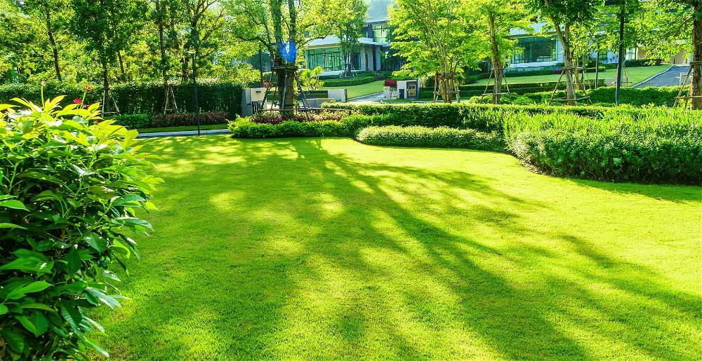 7-best-grass-seeds-for-shady-areas-patchy-lawns-2023-uk