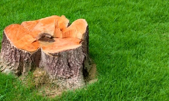 best-tree-stump-killer