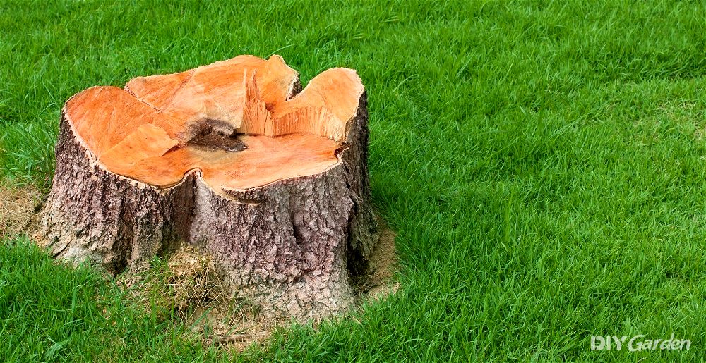 best tree stump killer