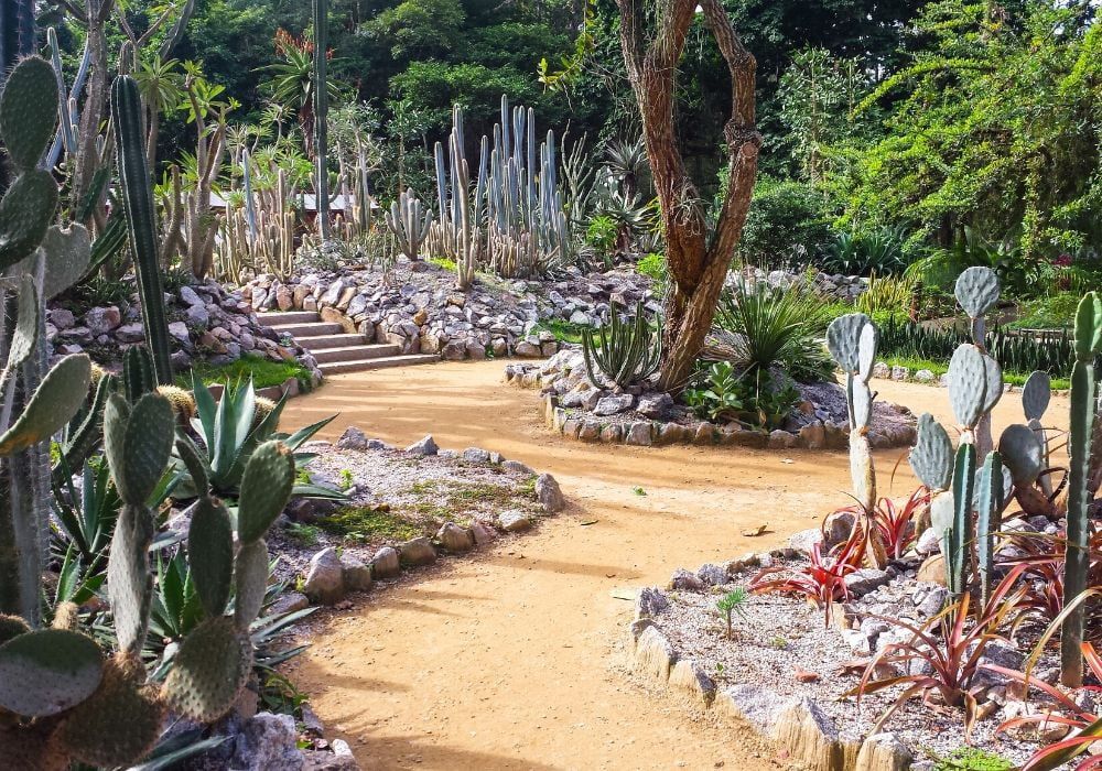 cactus-garden-jardim-botanico-rio-de-janeiro-brazil