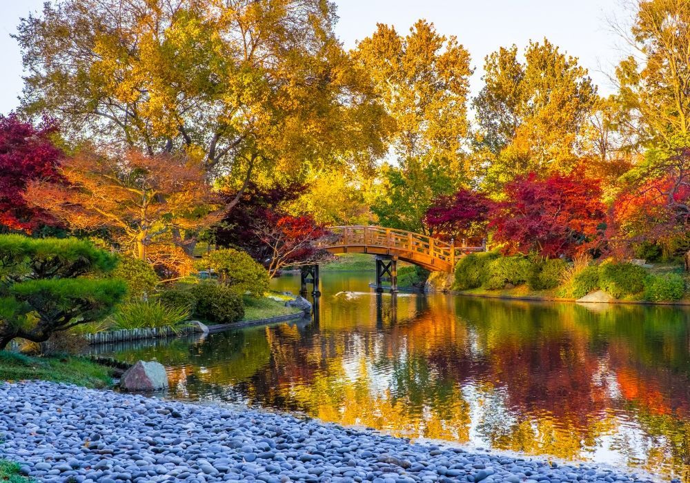 japanese-bridge-missouri-botanical-garden-autumn