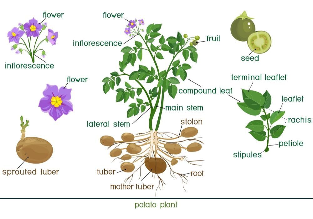 potato-plant-anatomy