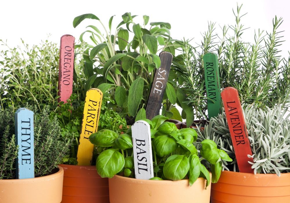 potted-herb-garden