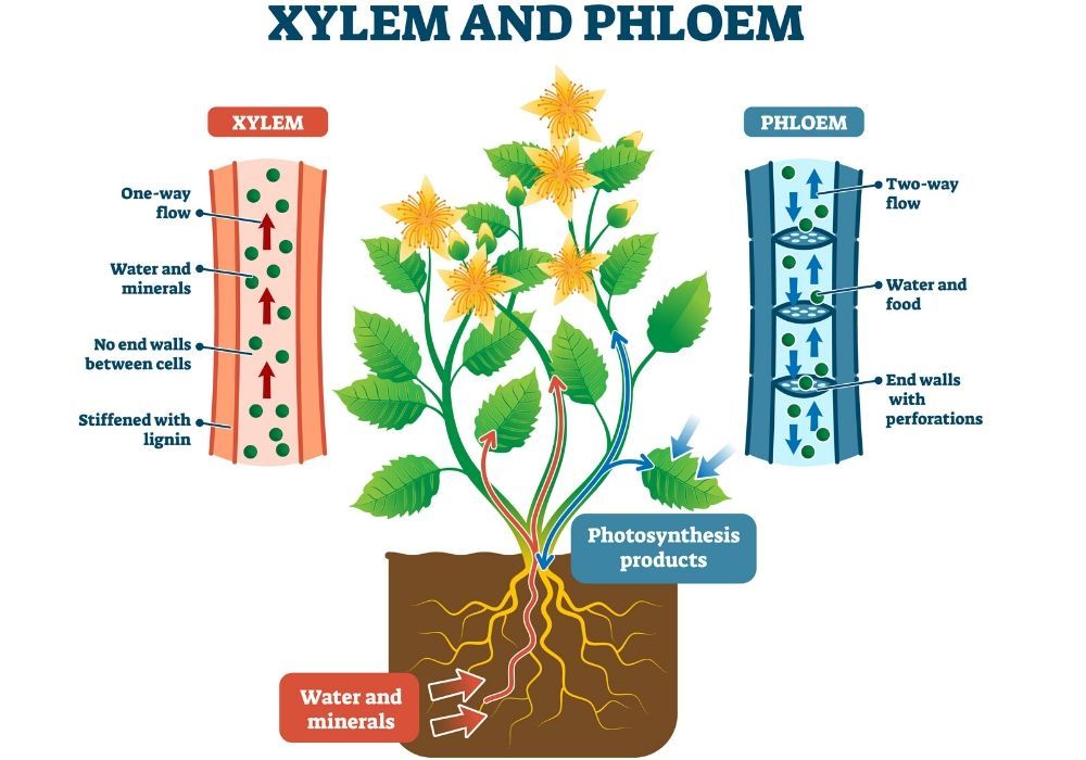 xylem-phloem-plant-anatomy