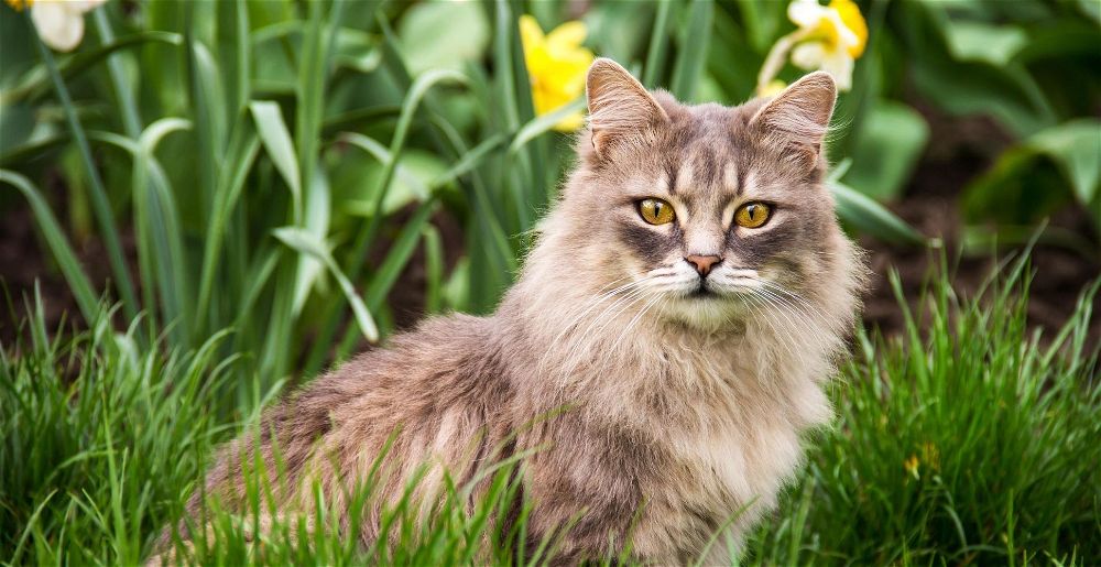 8 Best Cat Repellents For Your Garden (2022 Review UK)