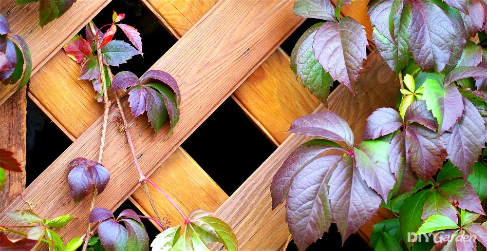 garden privacy screen