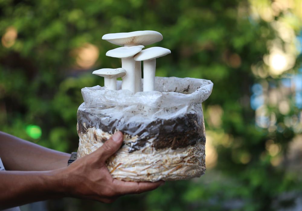 mushroom-on-coffee-grounds