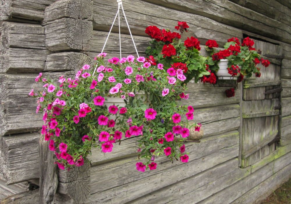 planting-hanging-baskets