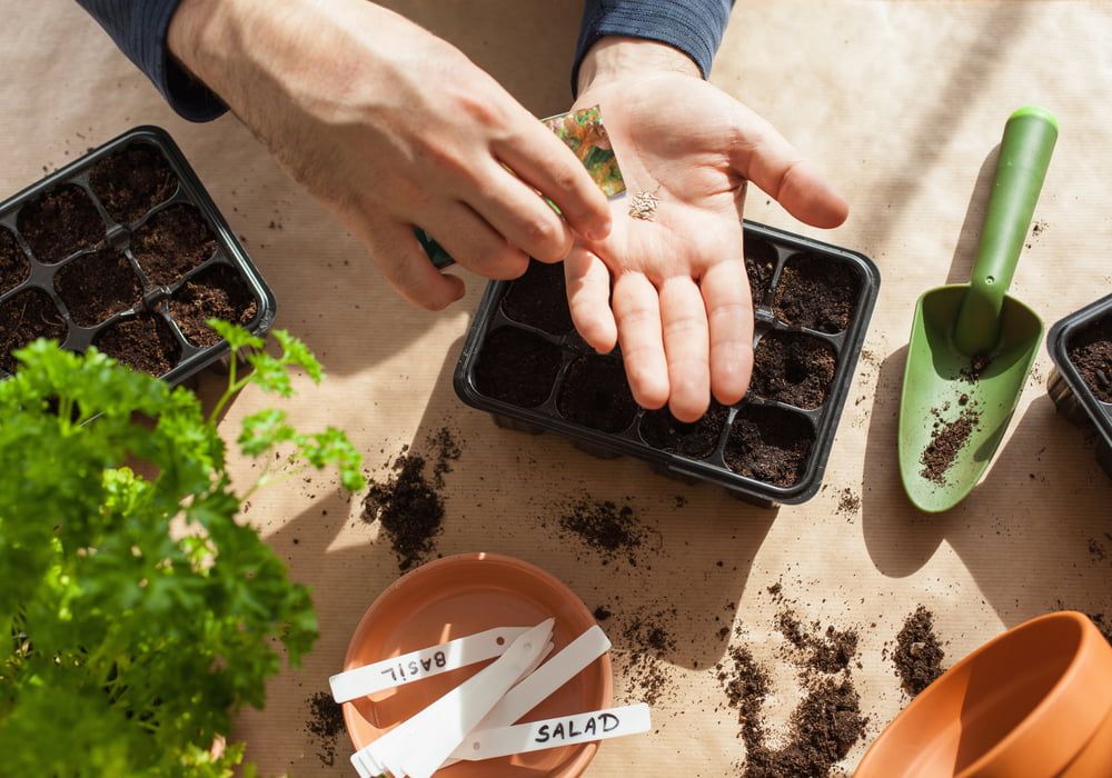 planting-in-containers