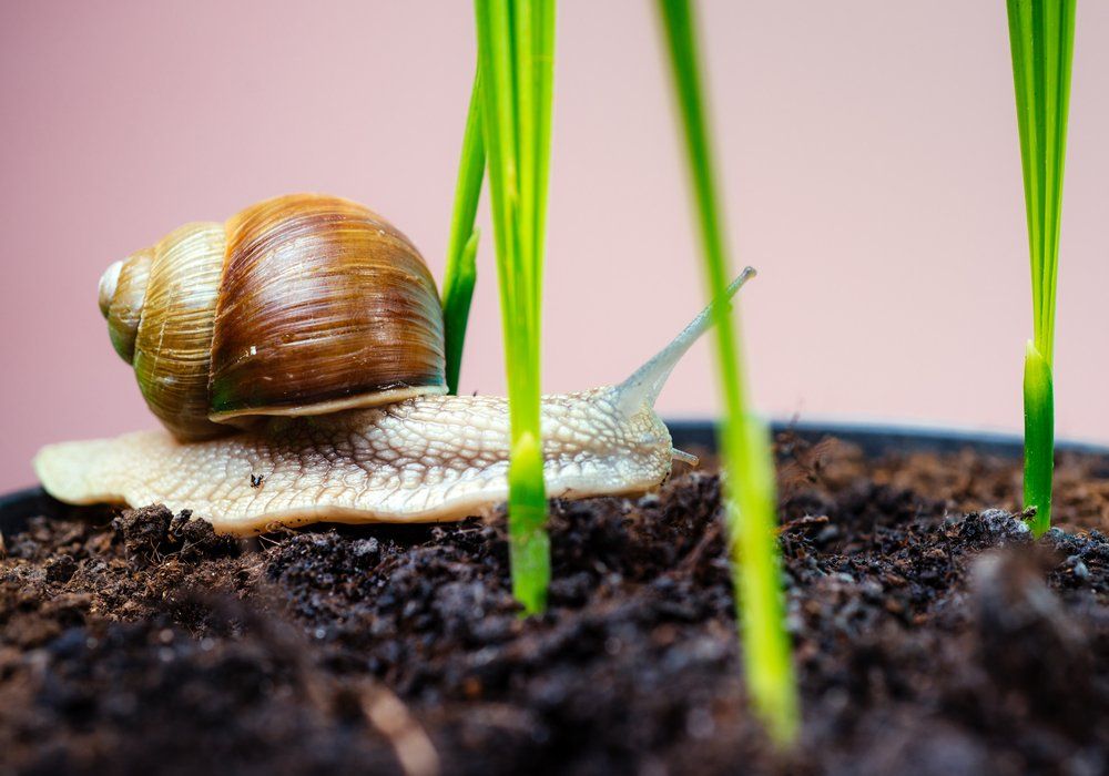snails-on-coffee-ground