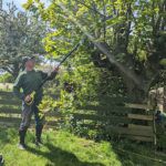 Ryobi-RPP750S-Pole-Pruner-with-Extension-Pole-being-used