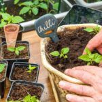 best-compost-for-chilli-plants