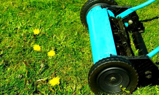 best-cylinder-lawn-mower