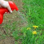 best-dandelion-killer-spray-for-lawn