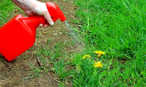 best-dandelion-killer-spray-for-lawn