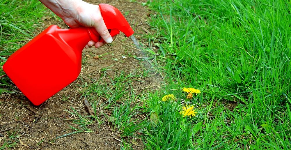 best-dandelion-killer-spray-for-lawn