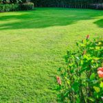 best-lawn-feed-for-spring