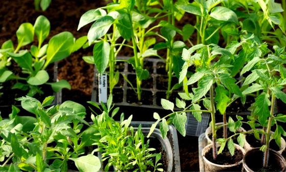 best-peat-free-compost
