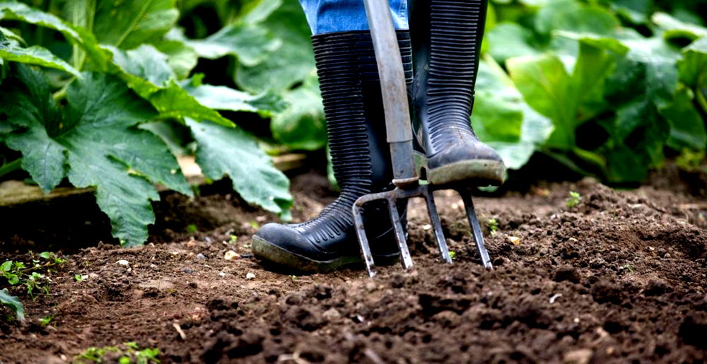 Starting An Allotment The Ultimate Beginners Guide 2022