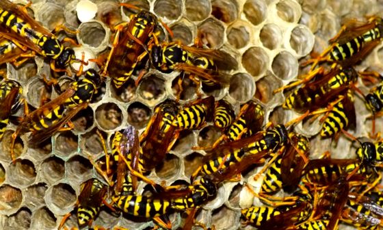 best-wasp-nest-killer