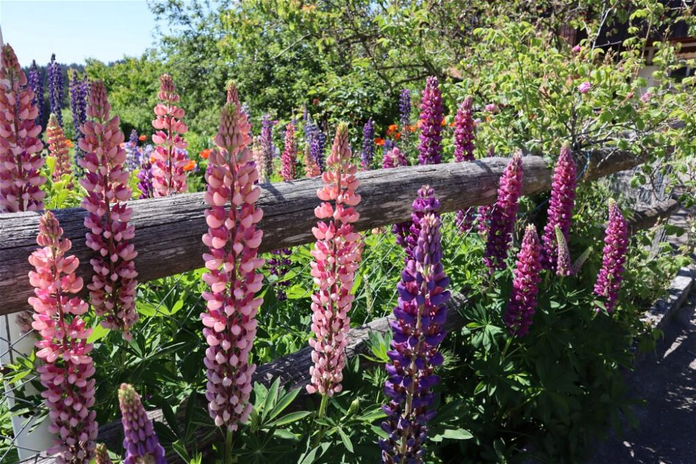 36. Country Garden Fence