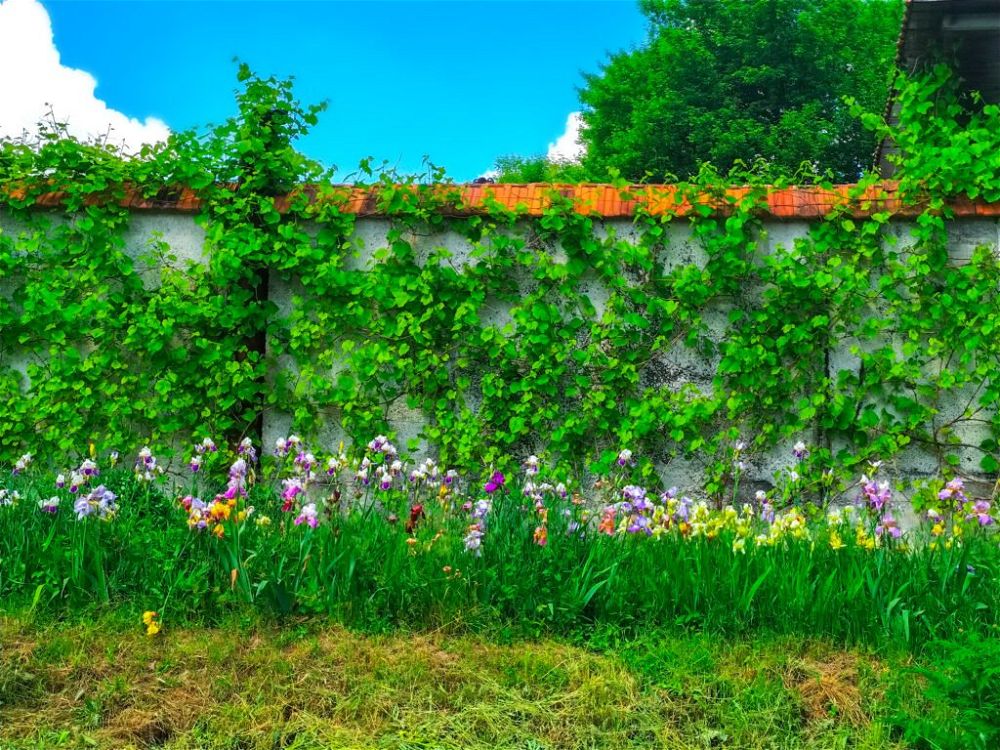 4. Garden Wall Covering