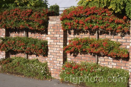 6. Garden Fence Security