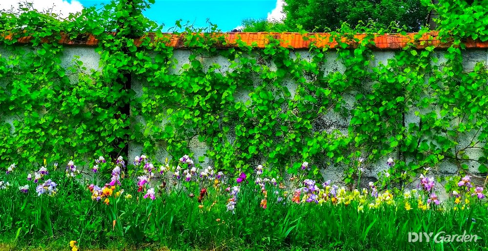 garden-wall-ideas