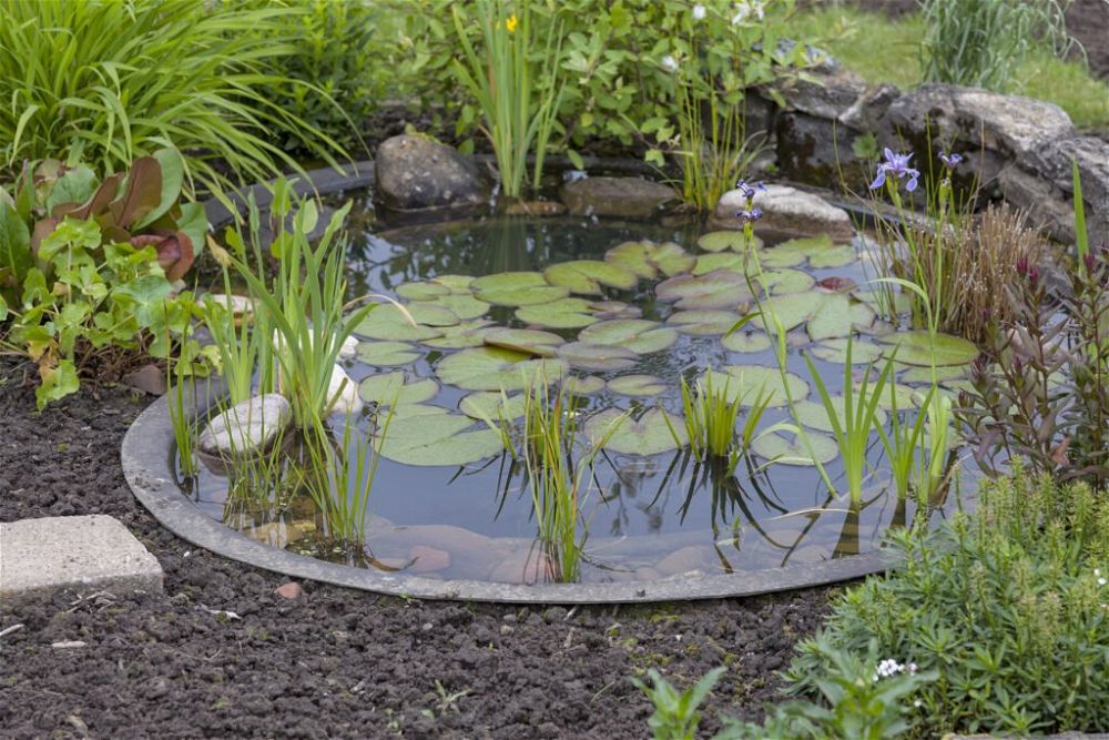 12. Garden Pond Planting