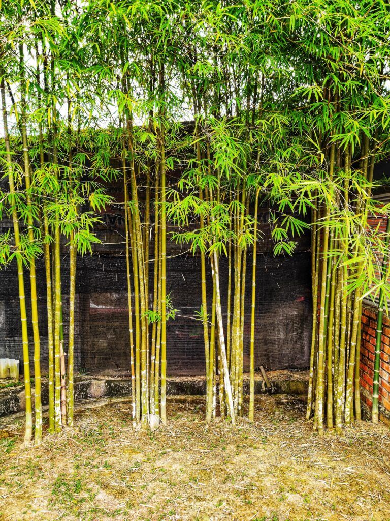 12. Japanese Garden Plants