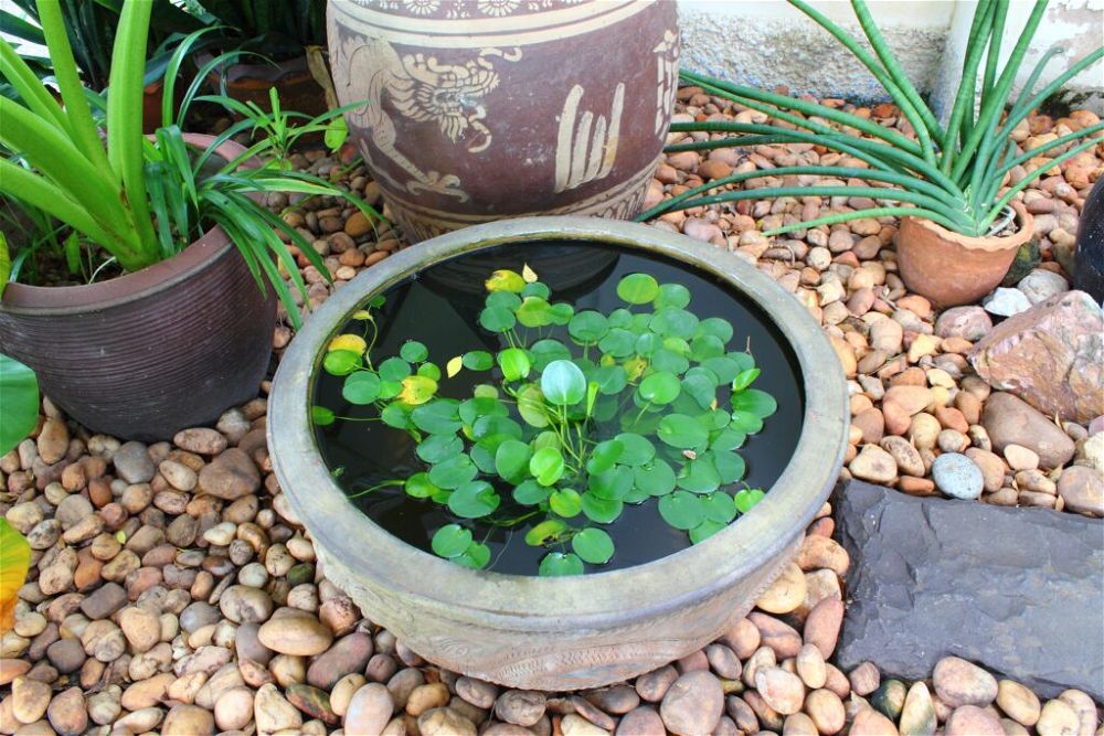 2. Small Garden Pond