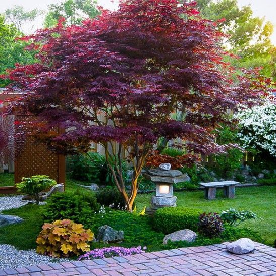 22. Japanese Maple Garden