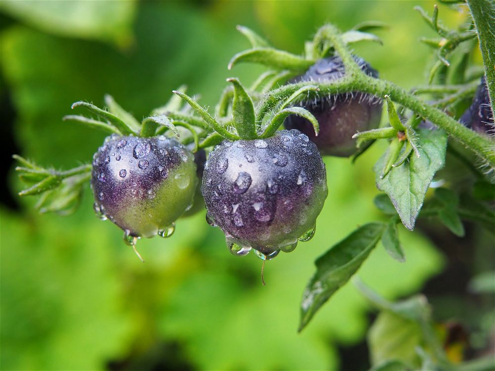 Black tomatoes on vine