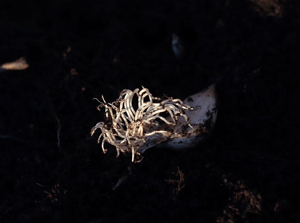 Garlic clove with long roots