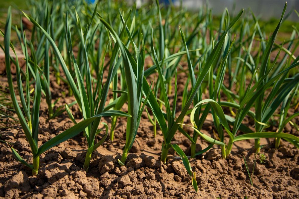 Garlic growing in ground