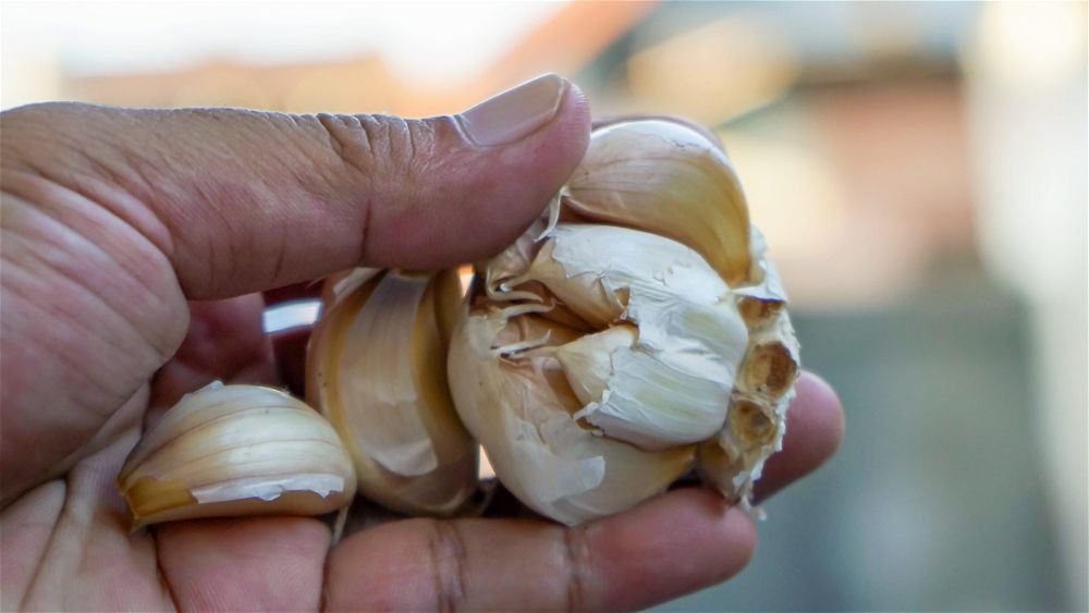 Garlic cloves in hand