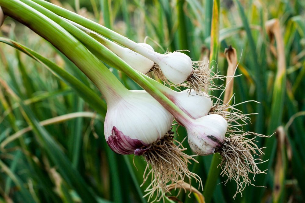 Garlic bulbs in garden