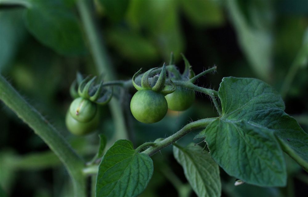 Green tomatoes