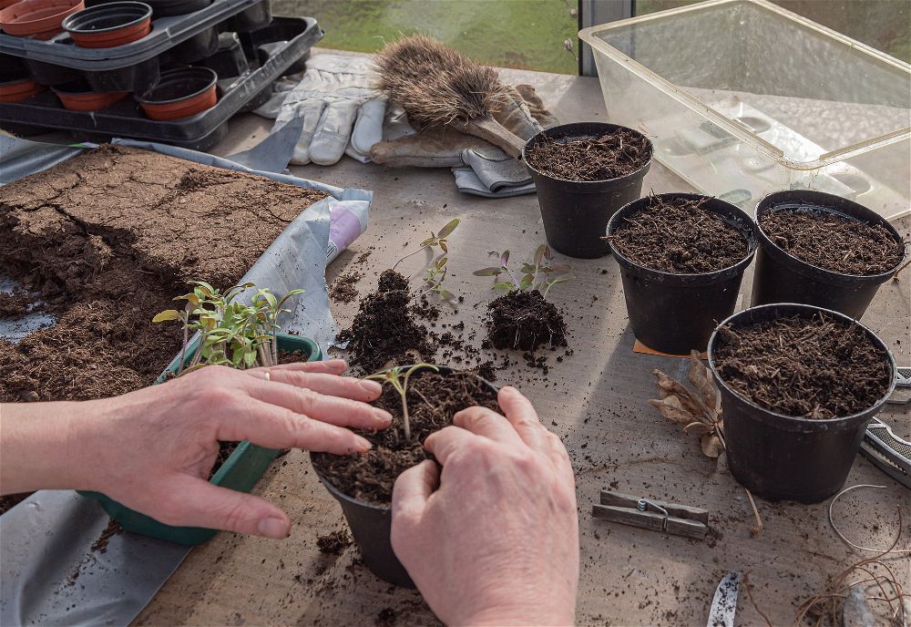 Repotting tomato seedlings