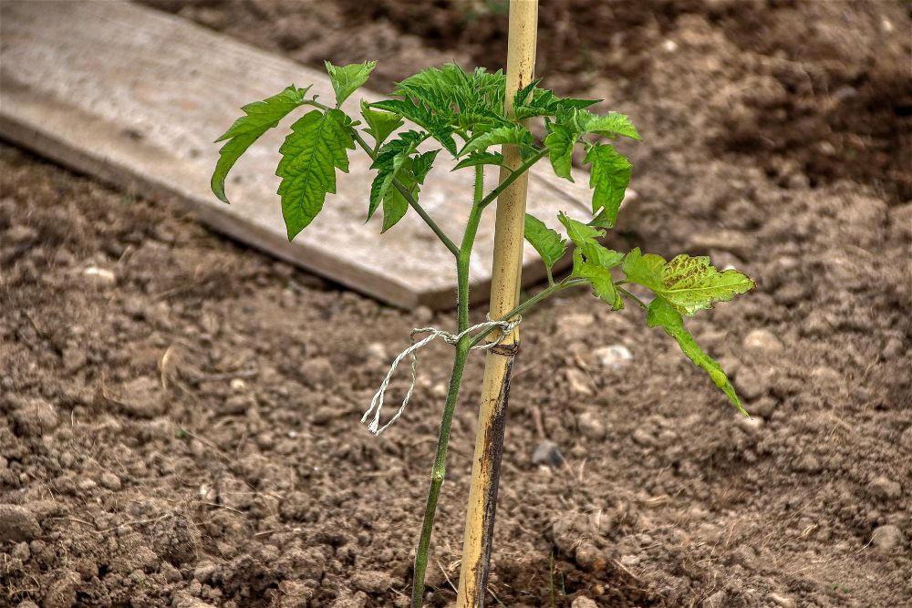 Tomato plant