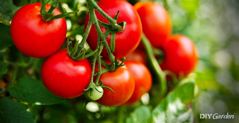 Tomatoes on vine