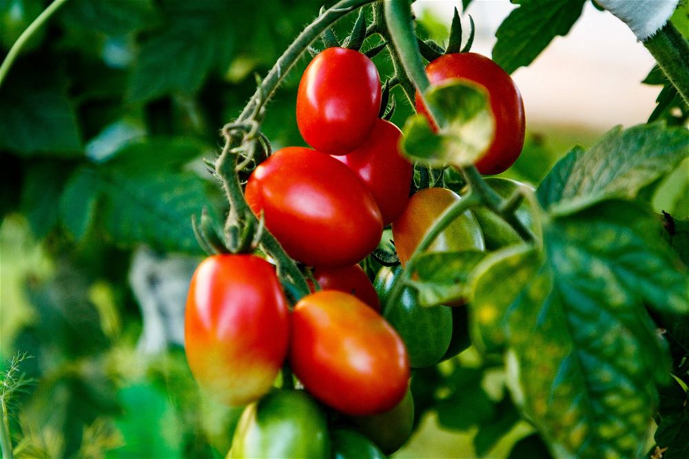 Tomatoes on vine