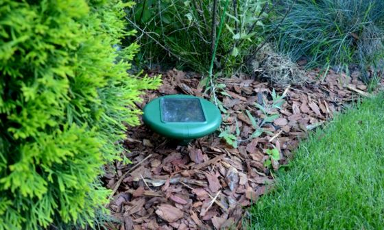 best-rat-repellent