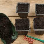 best-seed-compost