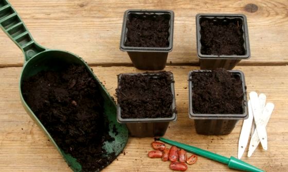 best-seed-compost