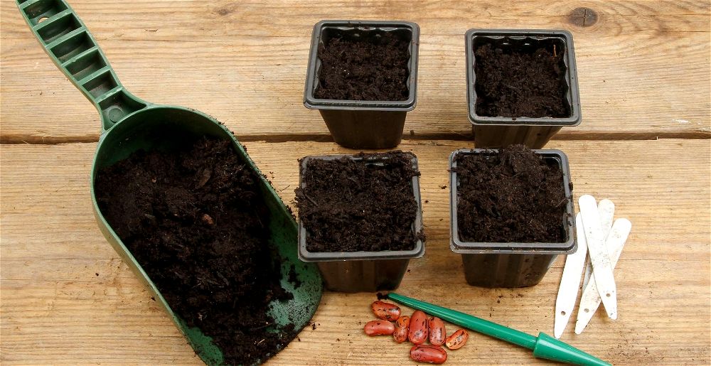 best-seed-compost
